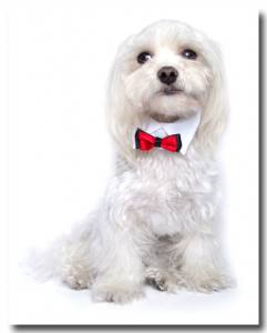 Hundefliege mit Kragen und Halsband WHITE CLASSIC