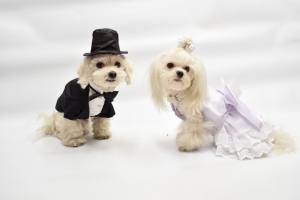 Hunde Party Kleid MADELINE
