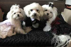 Hunde Party Kleid MADELINE