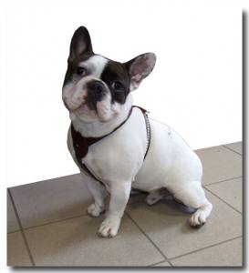 De Luxe Hunde Leder--Geschirr Gr.2 verstellbar 48-57cm