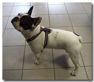 Rindleder Hunde Geschirr BULL 68-78 cm Brustumfang