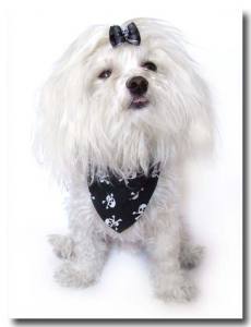 Halstuch/Halsband 2 in  1 * SKULL BLACK *bis Gr.5