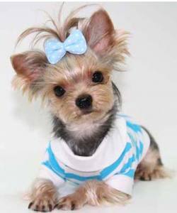 Hunde Schleife für besondere Anlässe Yorkie,Malteser,Shitzu BIG DOTS