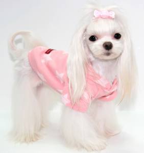 Hunde Schleife für besondere Anlässe Yorkie,Malteser,Shitzu SWEET
