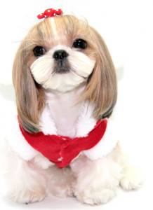 Hunde Schleife für besondere Anlässe Yorkie,Malteser,Shitzu SWEET