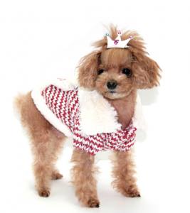 Hunde Schleife für besondere Anlässe Yorki,Malteser,Shitzu BIG CROWN