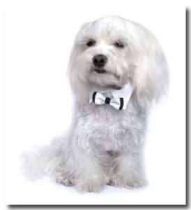 Hundefliege mit Kragen und Halsband WHITE CLASSIC