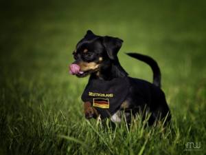 Hundehalstuch DEUTSCHLAND