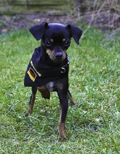 Hundehalstuch DEUTSCHLAND