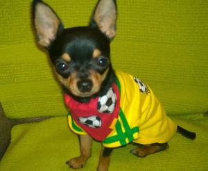 Hunde-T-Shirt BRAZIL