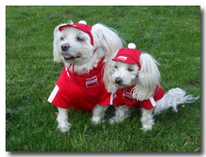 Hundehalstuch POLSKA / POLEN