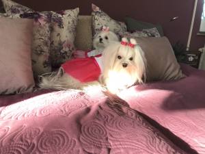 2 Stück PINK MINI Schleifen für Malteser