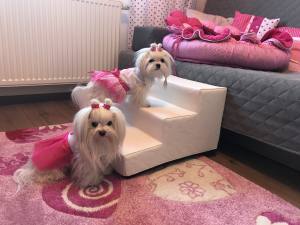 2 Stück PINK-ROSA MINI Schleifen für Malteser
