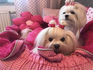 2 Stück PINK MINI Schleifen für Malteser