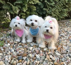 2 in 1 Hundehalstuch / Halsband LITTLE DOTS Farben Wahl