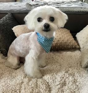 2 in 1 Hundehalstuch / Halsband LITTLE DOTS Farben Wahl