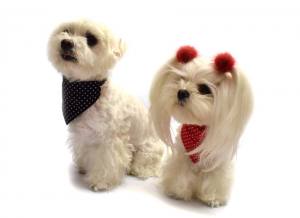 2 in 1 Hundehalstuch / Halsband LITTLE DOTS Farben Wahl