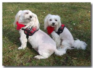 Softgeschirr mit HUNDENAME SCHOTTE