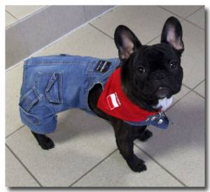 Jeanshosen LITTLE JUMPER
