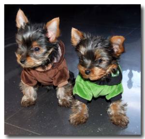 Jogger ,Pullover für Hunde DogsZone * ICH DARF ALLES *Restposten