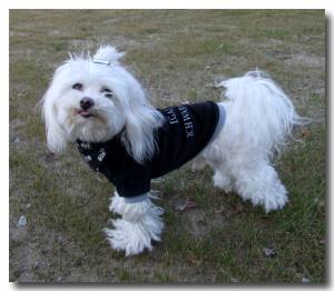 Jogger ,Pullover für Hunde DogsZone * KNUTSCHKUGEL *Restposten