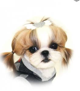 Hunde Spange FLY HEART