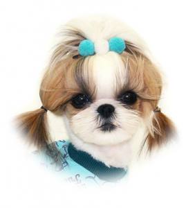 Hunde Spange KUGEL WHITE -BLUE