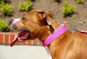 Lederhalsband SUPER mit Strass BIG DOG RED