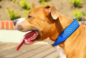 Lederhalsband   BIG DOG mit NIETEN Gr.4