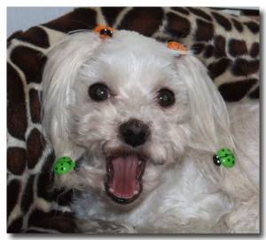 Hunde Spange * MINI MARINOS *