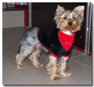 2 in 1 Hundehalstuch/Halsband BONE RED
