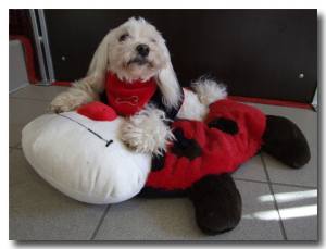 2 in 1 Hundehalstuch/Halsband BONE RED