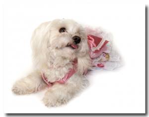 Hunde Party,Fest Kleid BEAUTY CHANTALLE
