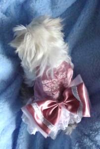 Hunde Party,Fest Kleid BEAUTY CHANTALLE