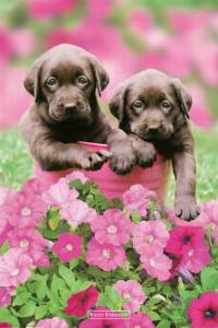 Keith Kimberlin - Chocolate dog Hunde Poster