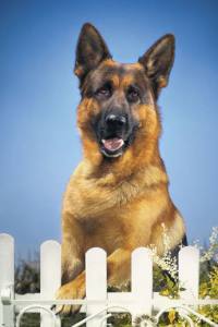 German Shepherd Hunde Poster