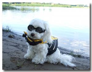 Schwimmweste für den Hund YELLOW