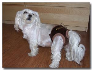 Schutzhöschen * DogsZone * GEILE SCHNITTE !