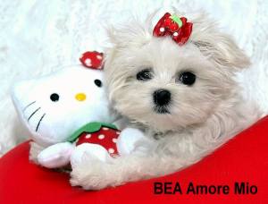 Hunde Schleife SWEET CHERRY