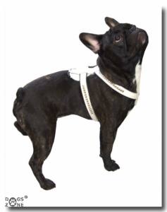 De Luxe Hunde Leder-NIETEN-Geschirr Gr.3 verstellbar 52-60 cm