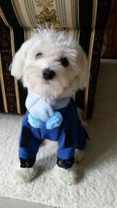 MINI PORTHOS  Wintermantel für Hunde RESTPOSTEN