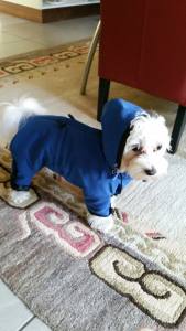MINI PORTHOS  Wintermantel für Hunde RESTPOSTEN