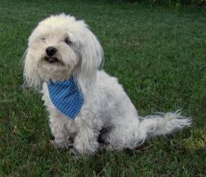 2 in 1 Hundehalstuch / Halsband BLAU KARIERT