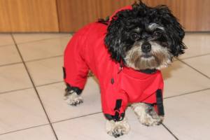 Regenanzug für Hunde RED LUNA extra für Weibchen mit D-Ring