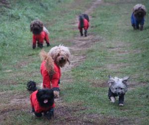 Regenanzug für Hunde RED LUNA extra für Weibchen mit D-Ring