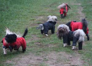 Regenanzug für Hunde RED LUNA extra für Weibchen mit D-Ring