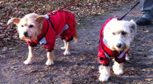 Regenanzug für Hunde RED LUNA extra für Weibchen mit D-Ring