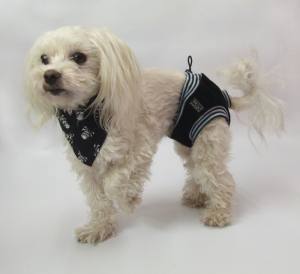 Schutzhöschen Hunde Höschen * DogsZone * CRAZY