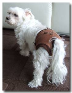 Schutzhöschen * DogsZone * BEIGE PAWS