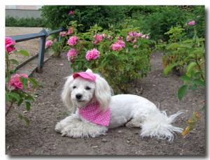 Cappy + Halstuch  SET PINK DOTS für Hunde